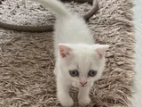 Scottish Fold Dişi Erkek Yavrular 