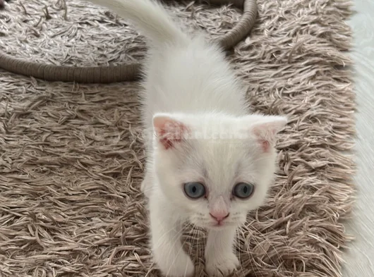Scottish Fold Dişi Erkek Yavrular  görsel