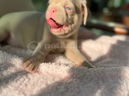 Özel Exotic Pink Bebekler görsel
