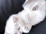 British Shorthair Full Şecereli Bebeklerim