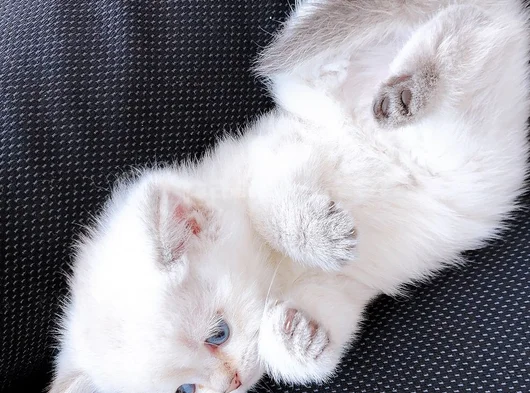 British Shorthair Full Şecereli Bebeklerim görsel