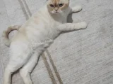 British Shorthair - Kısır - Acil Yuva Arıyoruz