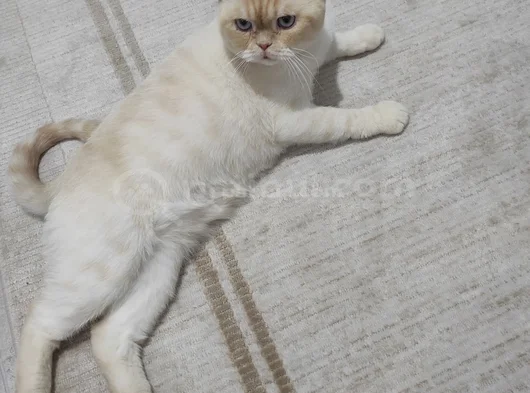 British Shorthair - Kısır - Acil Yuva Arıyoruz görsel