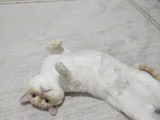 British Shorthair - Kısır - Acil Yuva Arıyoruz