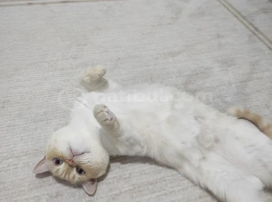 British Shorthair - Kısır - Acil Yuva Arıyoruz görsel