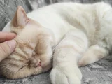British Shorthair - Kısır - Acil Yuva Arıyoruz
