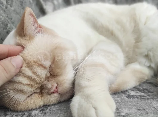 British Shorthair - Kısır - Acil Yuva Arıyoruz görsel