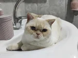 British Shorthair - kısır - Acil yuva arıyoruz