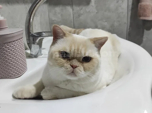 British Shorthair - Kısır - Acil Yuva Arıyoruz