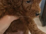 Toy Poodle Bebekler
