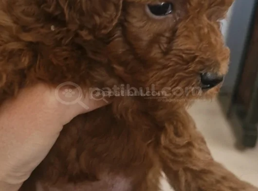 Toy Poodle Bebekler görsel