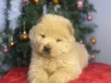 Chow Chow Bebekeler Yeni Ailesini Arıyor