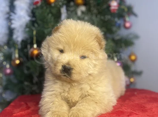 Chow Chow Bebekeler Yeni Ailesini Arıyor görsel