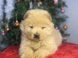Chow Chow Bebekeler Yeni Ailesini Arıyor