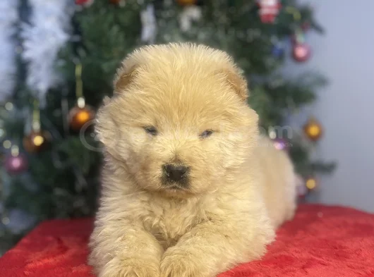 Chow Chow Bebekeler Yeni Ailesini Arıyor görsel
