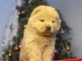 Chow Chow Bebekeler Yeni Ailesini Arıyor