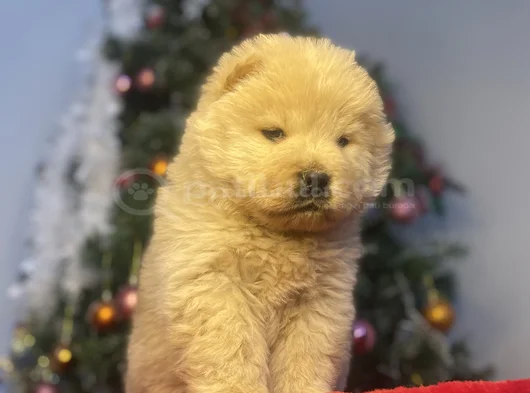 Chow Chow Bebekeler Yeni Ailesini Arıyor görsel
