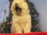 Chow Chow Bebekeler Yeni Ailesini Arıyor