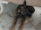 Full Aşili Koyu Mali̇noi̇s Belçi̇ka Kurdu Di̇şi̇