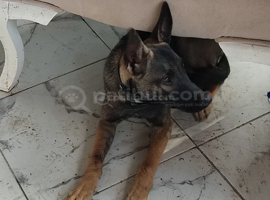 Full Aşili Koyu Mali̇noi̇s Belçi̇ka Kurdu Di̇şi̇ görsel