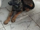 Full Aşili Koyu Mali̇noi̇s Belçi̇ka Kurdu Di̇şi̇