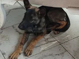 FULL AŞILI KOYU MALİNOİS BELÇİKA KURDU DİŞİ