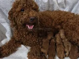 Toy Poodle Bebekler