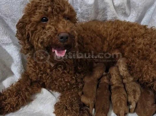 Toy Poodle Bebekler görsel