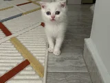 Scottish Fold Dişi Erkek Yavrular 