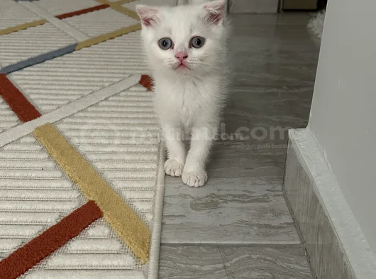 Scottish Fold Dişi Erkek Yavrular  görsel