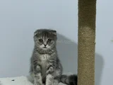 scottish fold dişi erkek Yavrular 