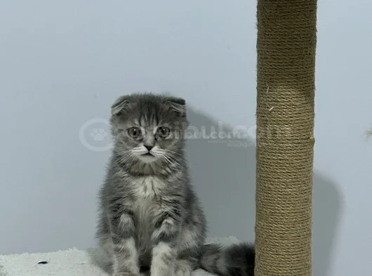 Scottish Fold Dişi Erkek Yavrular 