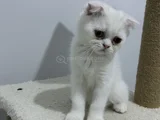 Scottish Fold Dişi Erkek Yavrular 