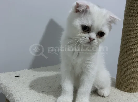 Scottish Fold Dişi Erkek Yavrular  görsel