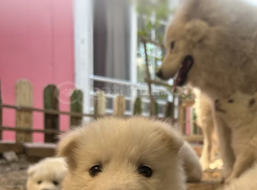Kartopu Samoyed Yavru görsel