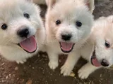 Kartopu Samoyed Yavru