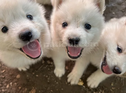 Kartopu Samoyed Yavru görsel