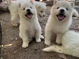 Kartopu Samoyed Yavru
