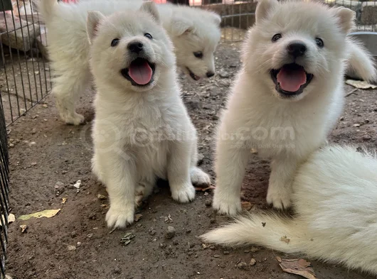 Kartopu Samoyed Yavru görsel