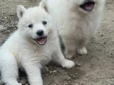 Kartopu Samoyed Yavru