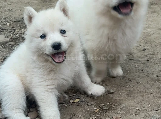 Kartopu Samoyed Yavru görsel