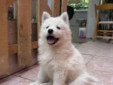 Kartopu samoyed yavru