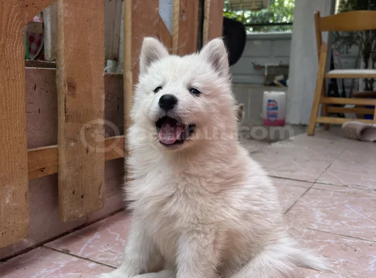 Kartopu Samoyed Yavru