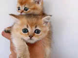 British Shorthair Full Şecereli Bebeklerim