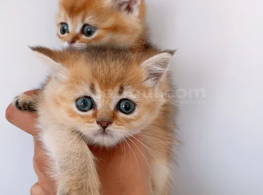 British Shorthair Full Şecereli Bebeklerim görsel
