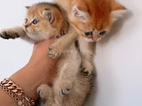 British Shorthair full Şecereli bebeklerim