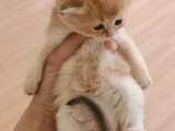 British Shorthair Full Şecereli Bebeklerim
