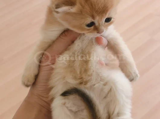 British Shorthair Full Şecereli Bebeklerim görsel