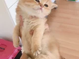 British Shorthair Full Şecereli Bebeklerim