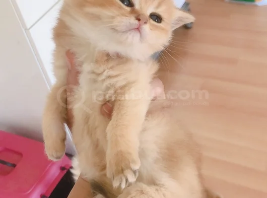 British Shorthair Full Şecereli Bebeklerim görsel